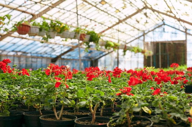 Pelargonia bodziszek w szklarni ogród botaniczny.