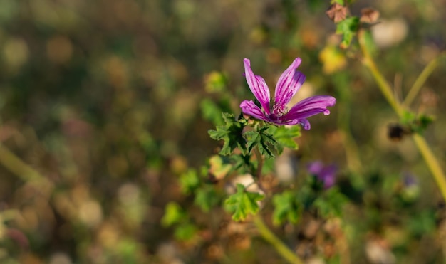 Pelargonia dziko rosnąca o właściwościach zdrowotnych