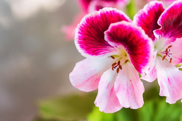 Pelargonia lub pelargonie piękny kwiat zbliżenie zdjęcie