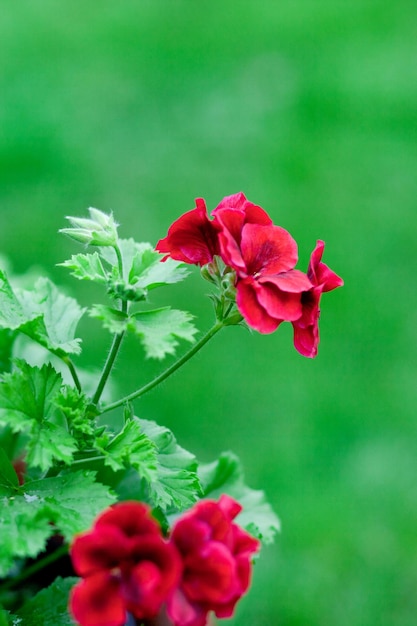 Pelargonia ogrodowa z czerwonymi kwiatami i zielonymi liśćmi zbliżenie