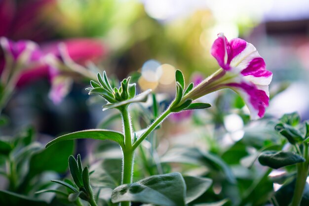 Pelargonie to rodzaj kwiatów z rodziny Geraniaceae Prawdziwe pelargonie to wytrzymałe byliny