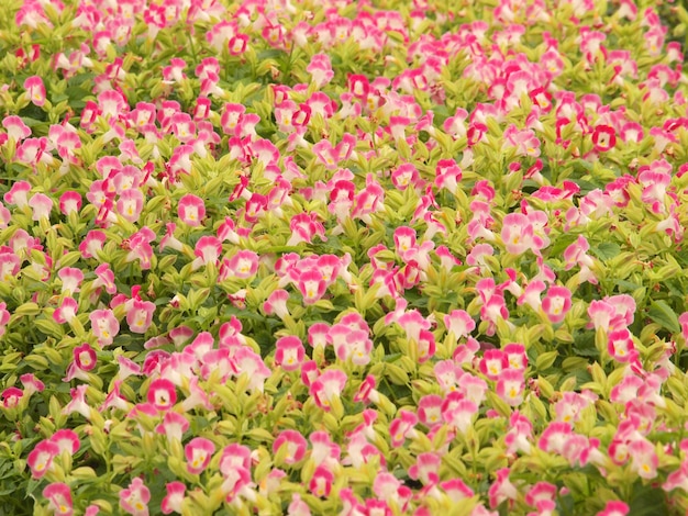 Pelargonium Geranium Group Jasne Cerise Różowe Kwiaty