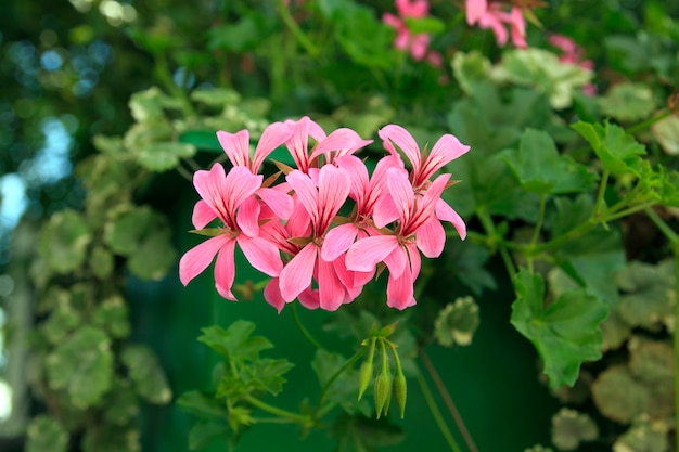 Pelargonium graveolens roślina z różowymi kwiatami