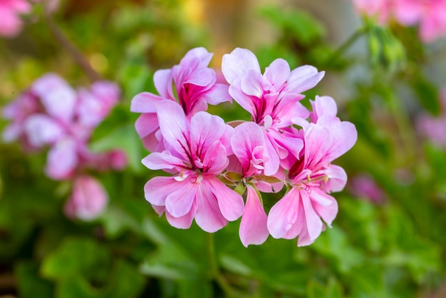 Pelargonium Peltatum To Pnąca Wieloletnia Roślina O Płytkich, Nieco Mięsistych Liściach, Czasami Z Półokrągłym Pasem W Innym Kolorze, Która Została Przypisana Do Rodziny żurawi.