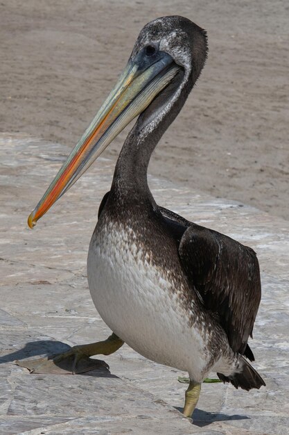 Pelecanus thagus