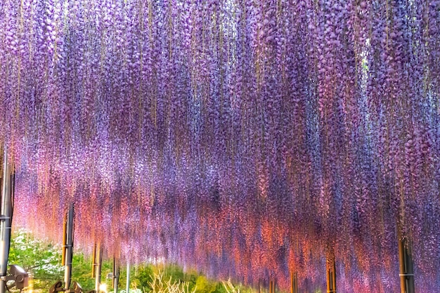 Pełen rozkwit Purpurowo-różowa krata Giant Wisteria zapala się w nocy