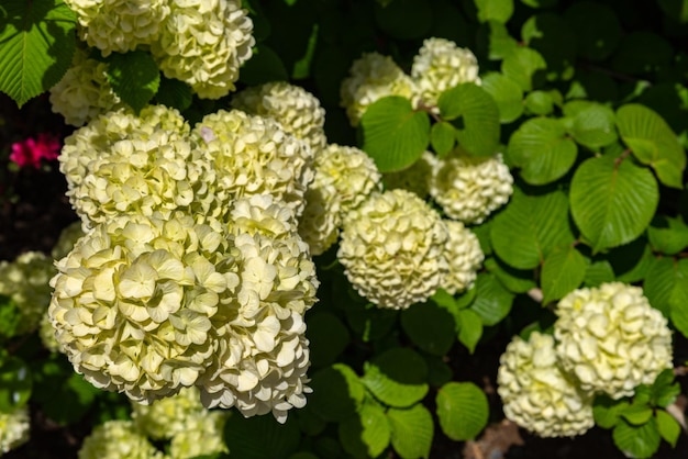 Pełen rozkwit viburnum plicatum znany również jako japońskie kwiaty śnieżki oodemari wiosną