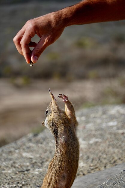Zdjęcie pełen wdzięku wiewiórka bawiąca się w dzikim zbliżeniu leśnego stworzenia