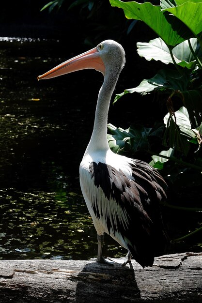 Zdjęcie pelikan biały pelecanus onocrotalus alias pelikan wschodni pelikan różowy lub pelikan biały