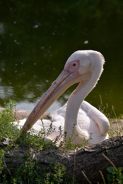 Pelikan biały Pelecanus onocrotalus odpoczywający nad jeziorem