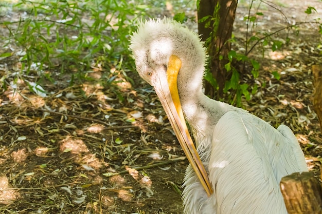 Pelikan biały to ptak w lecie rodziny pelikanów