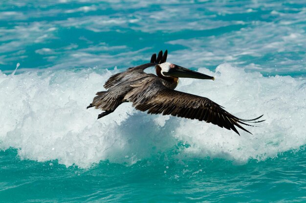 Zdjęcie pelikan brunatny w morzu karaibskim.