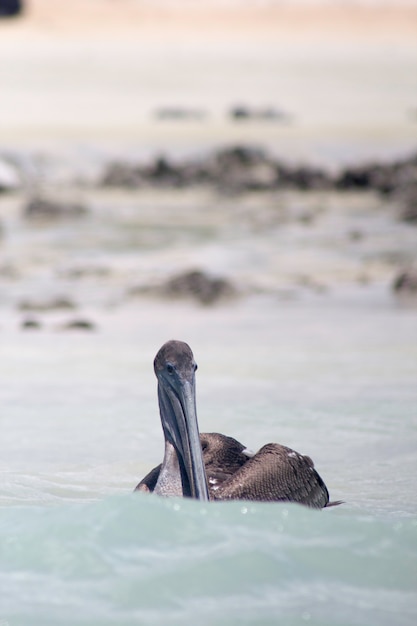 Pelikan galapagos