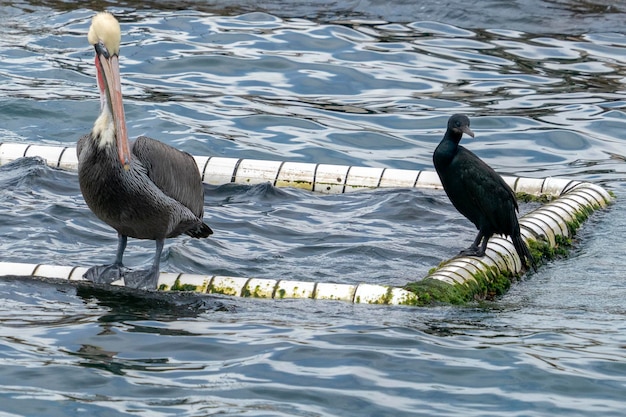 Pelikan i kormoran na wodzie