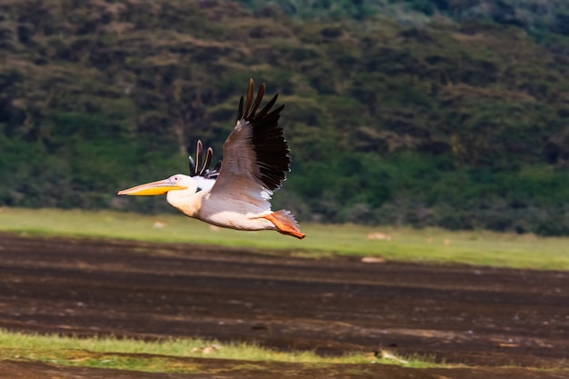 Zdjęcie pelikan lata. nakuru, kenia