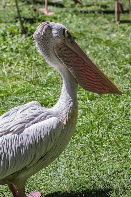 Zdjęcie pelikan letni, ptak z ogromnym dziobem