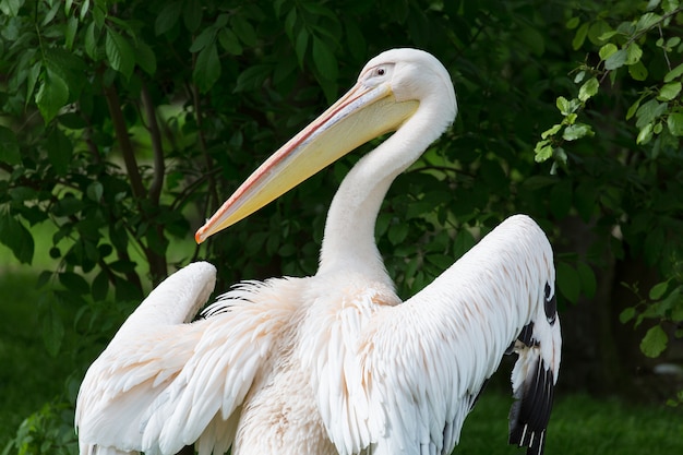 Pelikan lub Różowy pelikan przy zoo