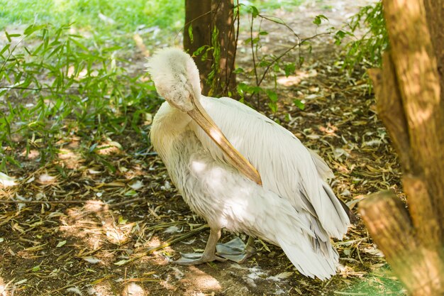 Pelikan lub Różowy pelikan przy zoo