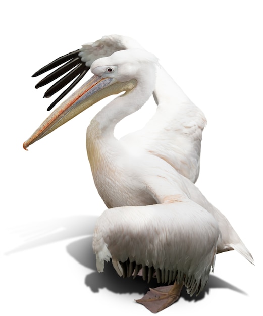 Pelikan Na Białym Tle