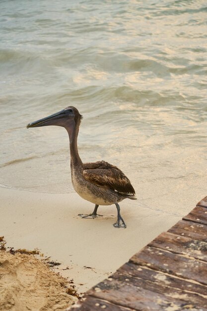 Pelikan na piaszczystej plaży blisko rozmytego morza w tle