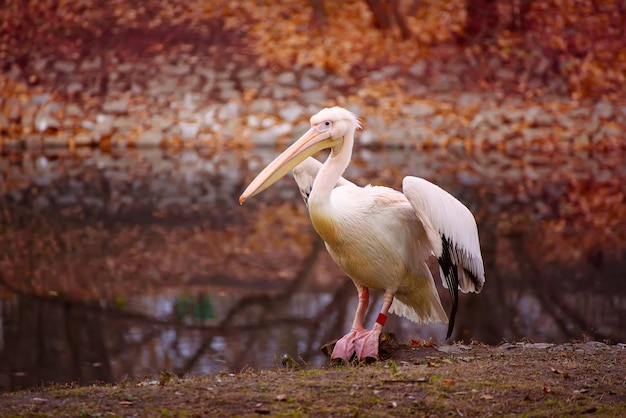 Pelikan ptak z różowym dziobem w pobliżu jeziora w jesiennym parku naturalnym tle