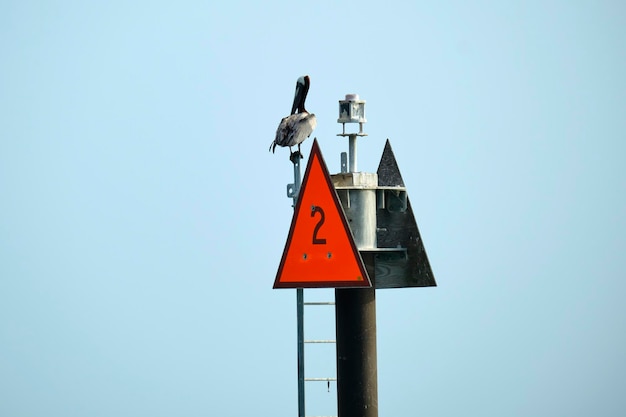 Pelikan ptaków morskich siedzący na szczycie metalowej rury ze znakami daleko od brzegu na niebieskim tle wody oceanu i nieba