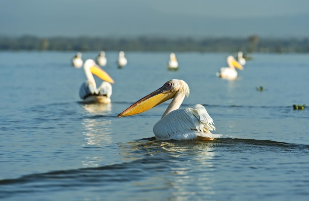 Pelikan Większy Latający Nad Wybrzeżem Jeziora Naivasha