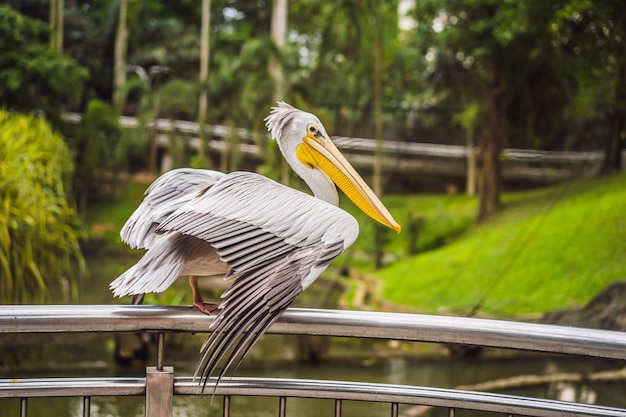 Pelikan wielki biały znany również jako pelikan biały wschodni lub pelikan biały Pelecanus onocrotalus
