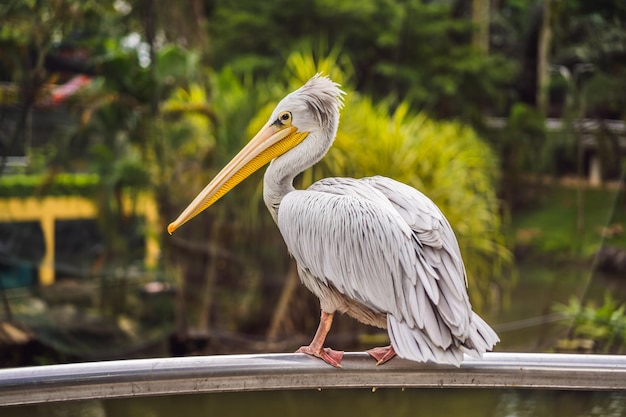 Pelikan wielki biały znany również jako pelikan biały wschodni lub pelikan biały Pelecanus onocrotalus