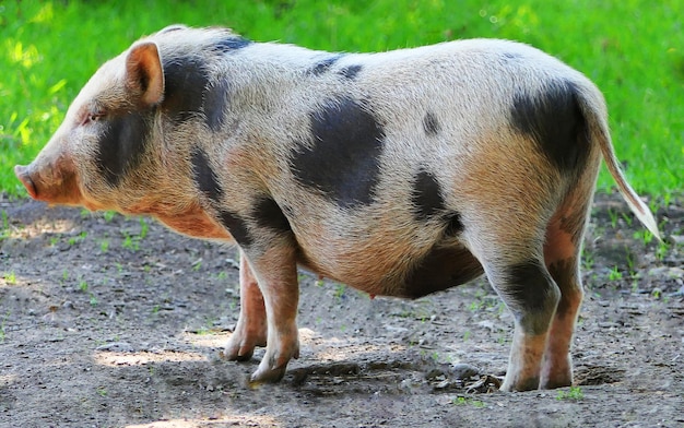 Zdjęcie pełna długość psa na polu