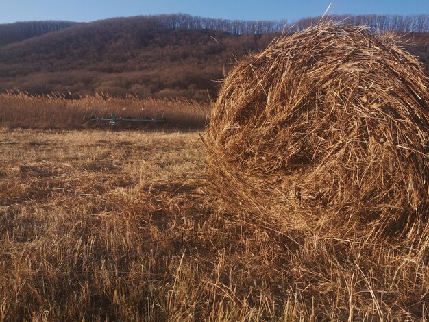 Pełna kadra balów siana na polu na tle nieba