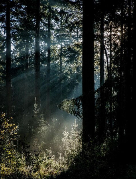 Zdjęcie pełna kadra drzew w lesie