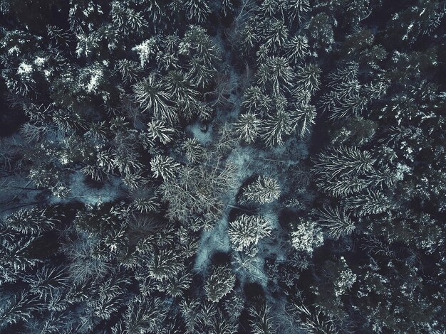 Zdjęcie pełna kadra lasu w zimie