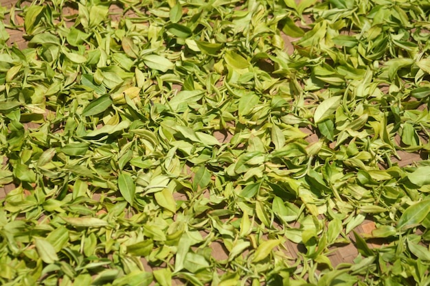 Zdjęcie pełna kadra liści herbaty