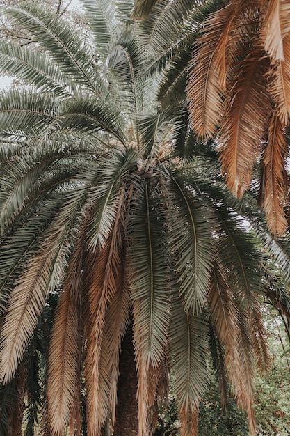 Zdjęcie pełna kadra palmy