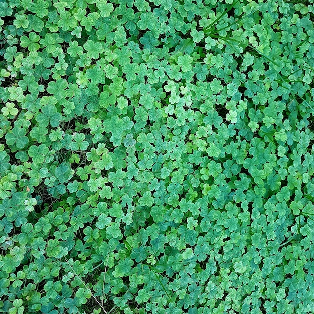 Zdjęcie pełna kadra roślin na polu