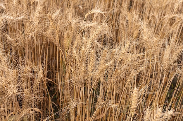 Zdjęcie pełna kadra złotego pola pszenicy