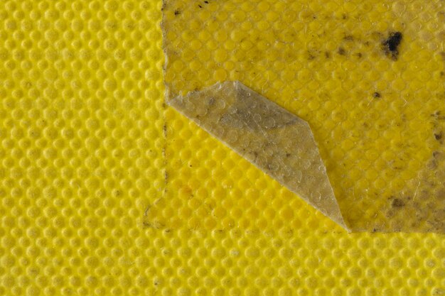 Zdjęcie pełna kadra żółtej jaszczurki