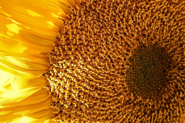 Zdjęcie pełna kadra żółtych kwiatów