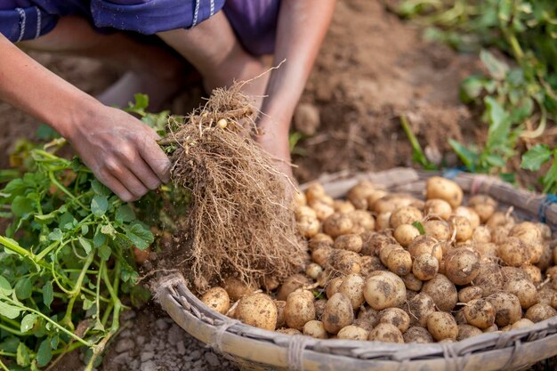 Pełne korzenie ziemniaków pokazują pracownika w Thakurgong Bangladesz
