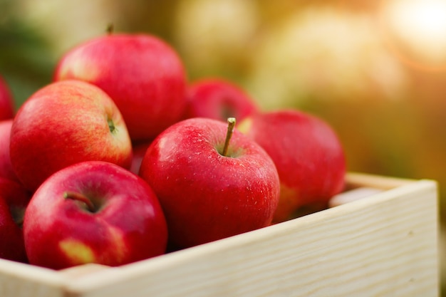 Pełne pudełko świeżych czerwonych jabłek organicznych w zbliżeniu w jesiennym ogrodzie. Pojęcie zbioru. widok z boku.