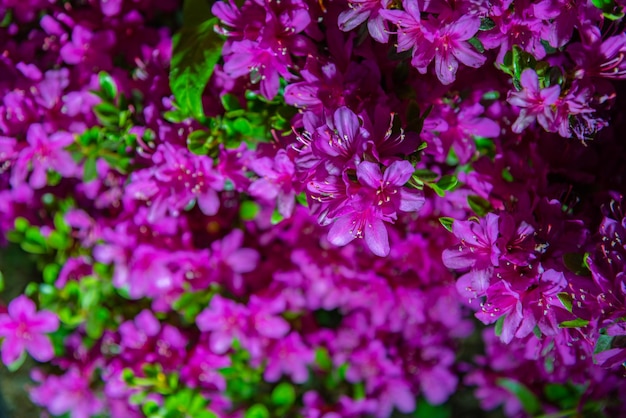 Pełne rozkwitu kolorowe indyjskie azalie Rhododendron simsii kwiaty oświetlone w nocy