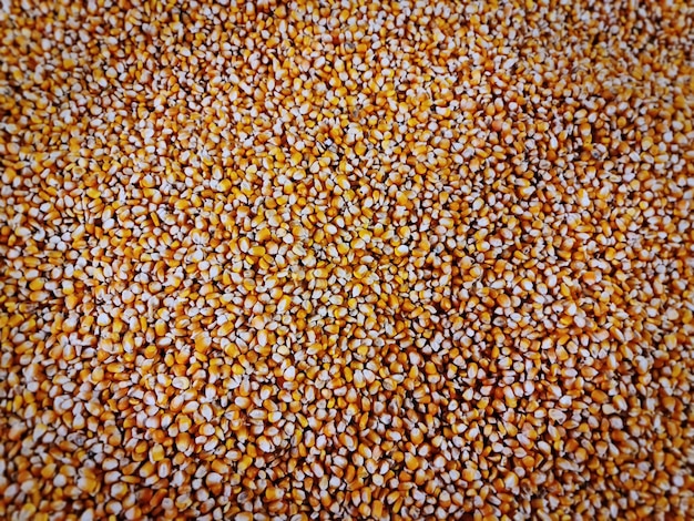 Zdjęcie pełne tło ramki suchej słodkiej kukurydzy z selektywnej ostrości