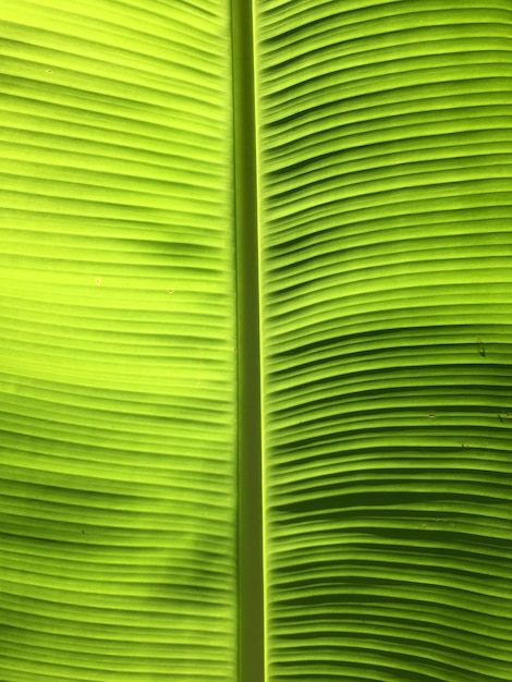 Zdjęcie pełne zdjęcie liści palmowych