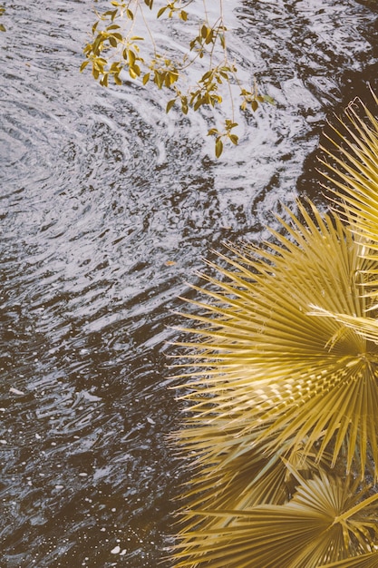 Zdjęcie pełne zdjęcie liścia palmy w wodzie