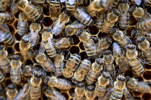 Zdjęcie pełne zdjęcie pszczół miodnych na grzebieniu