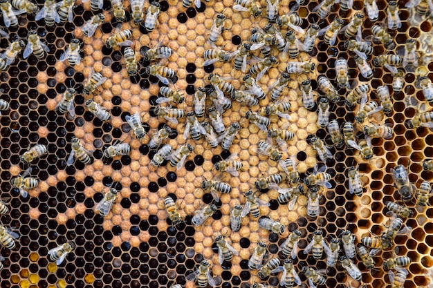 Pełne zdjęcie pszczoły na żółtym pyłku