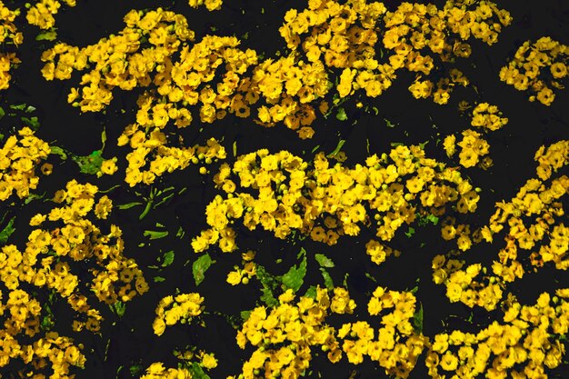 Zdjęcie pełne zdjęcie żółtych roślin kwitnących