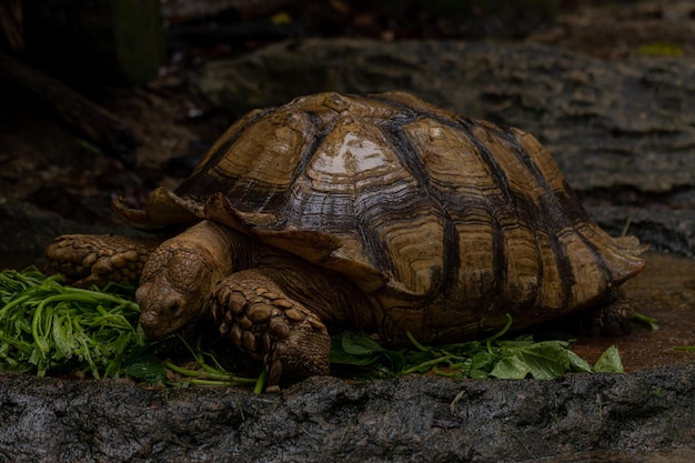 Pełnowymiarowy portret żółwia Sulcata lub żółwia afrykańskiego sklasyfikowanego jako duży żółw w naturze jedzący liście