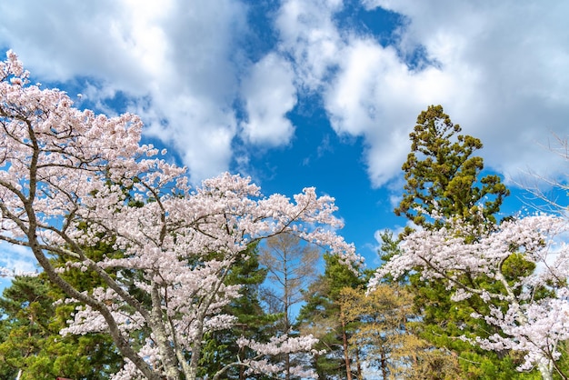 Pełny rozkwit piękne różowe kwiaty wiśni sakura w wiosenny słoneczny dzień z czystym błękitnym niebem